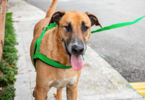 Scooby, un canino de siete años, tranquilo y muy cariñoso, busca una familia que lo adopte