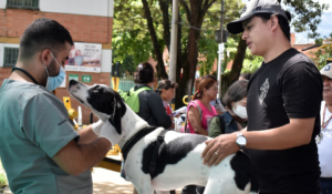 Con la ejecución de Presupuesto Participativo serán esterilizados 5.000 animales de compañía en cuatro comunas y dos corregimientos del Distrito