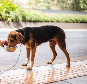 956 perros y gatos han sido rescatados este año en el Distrito