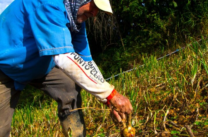 La Alcaldía de Medellín destinará más de $23.000 millones al Programa Agropecuario Distrital