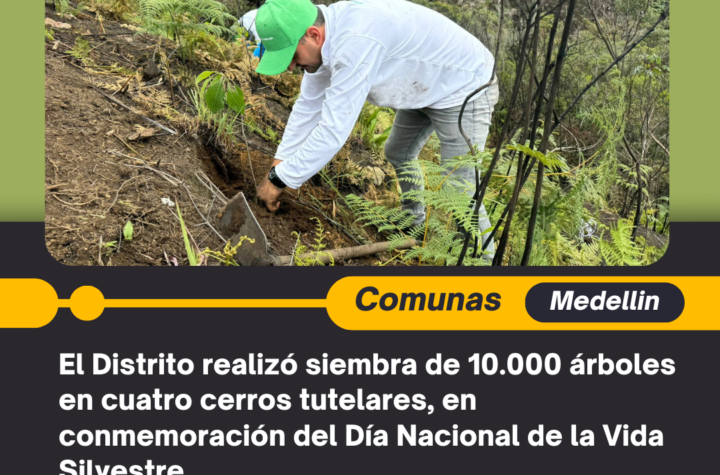 El Distrito realizó siembra de 10.000 árboles en cuatro cerros tutelares