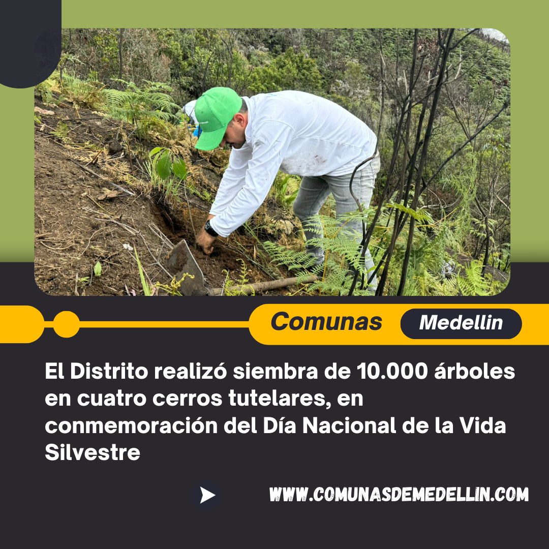 El Distrito realizó siembra de 10.000 árboles en cuatro cerros tutelares