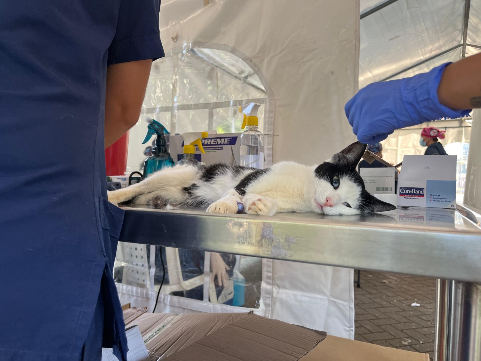 Caninos y felinos serán esterilizados