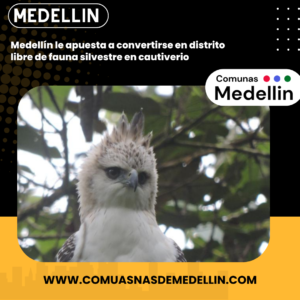 medellin