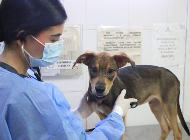 Veterinaria con un perro