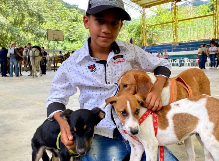Antioquia invita a proteger a los animales