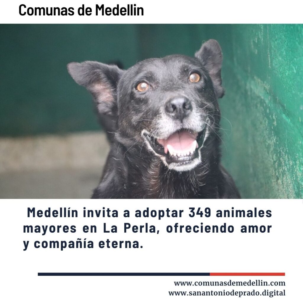 Medellín impulsa adopción de animales