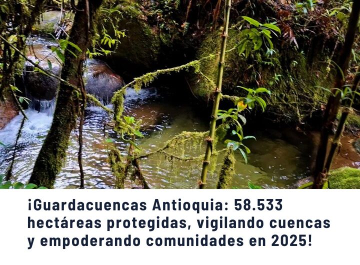 Quebrada en bosque húmedo tropical, representando las cuencas hidrográficas protegidas por el programa Guardacuencas Antioquia, que en 2025 custodia más de 58.533 hectáreas para vigilar fuentes hídricas y empoderar comunidades locales.
