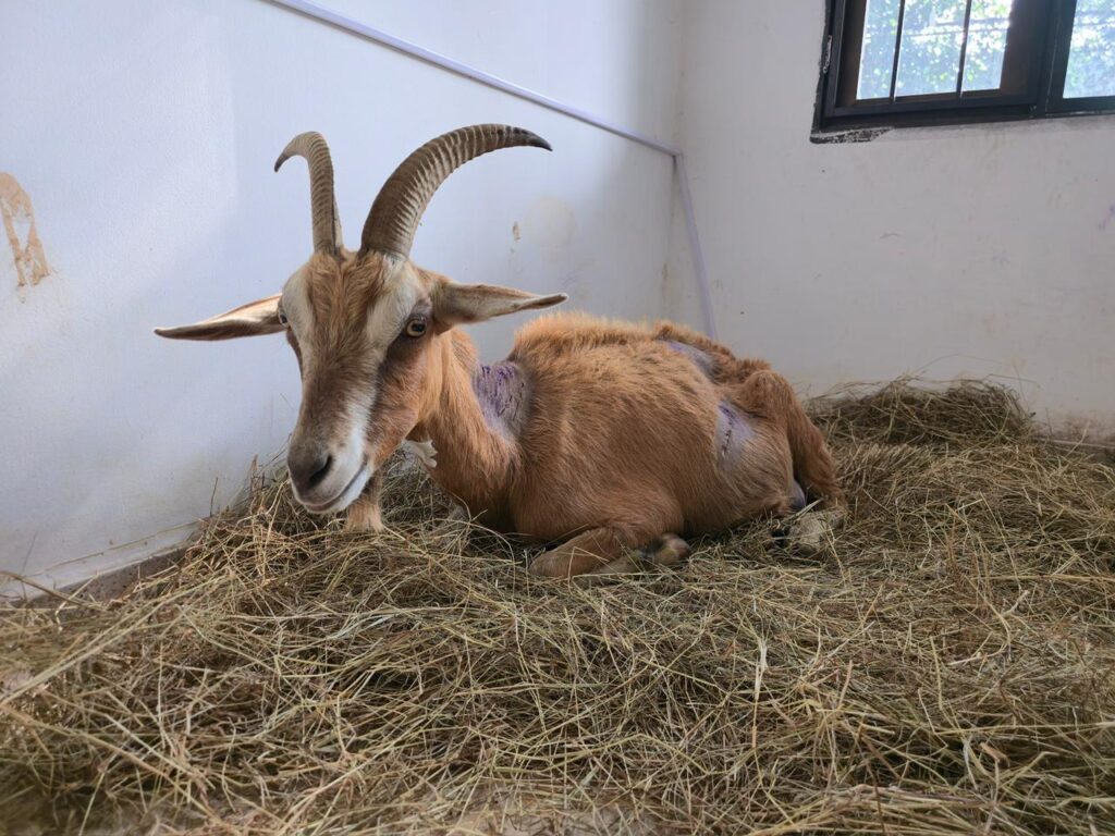 Rescatados 21 animales por maltrato en Altavista Medellín