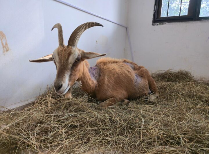 Rescatados 21 animales por maltrato en Altavista Medellín