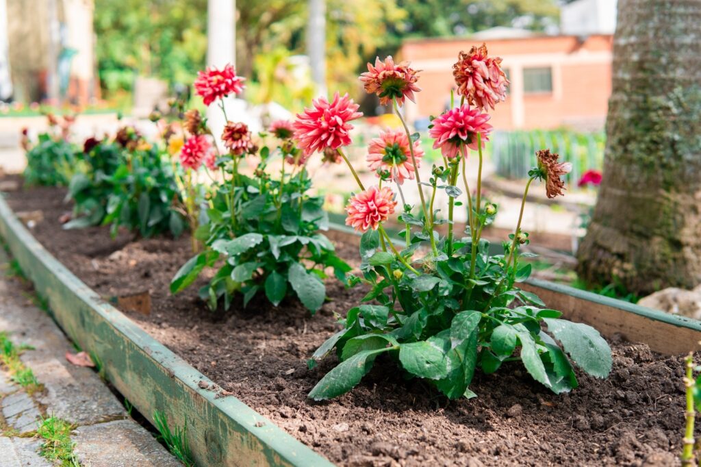 Santa Elena florece con más de 4.500 plantas