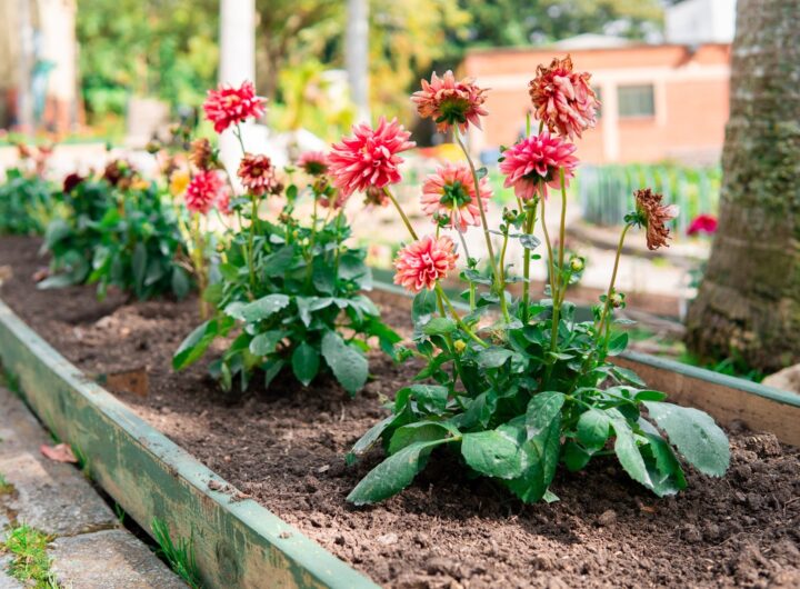 Santa Elena florece con más de 4.500 plantas