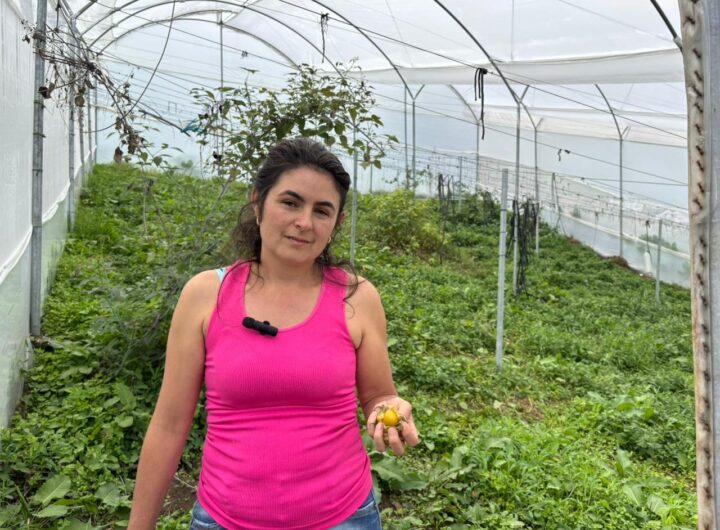 Medellín impulsa infraestructura para 37 productores agropecuarios