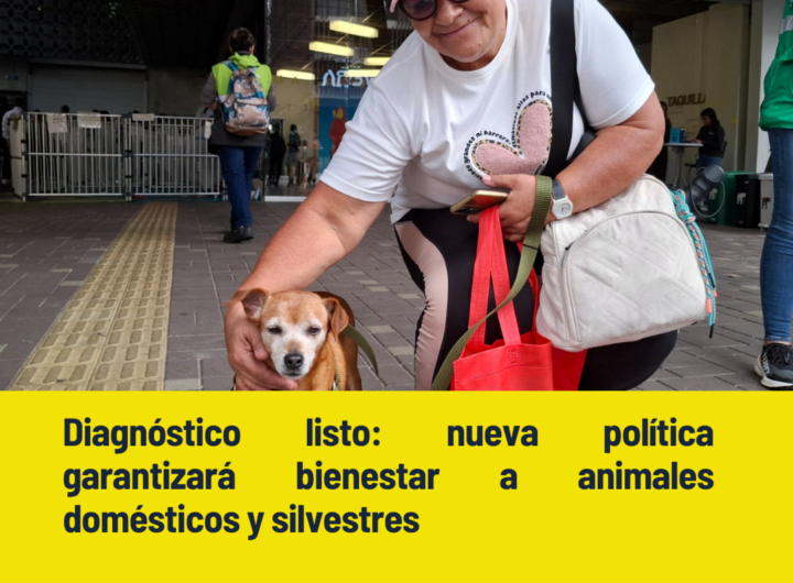 Medellín avanza en Política de Protección Animal