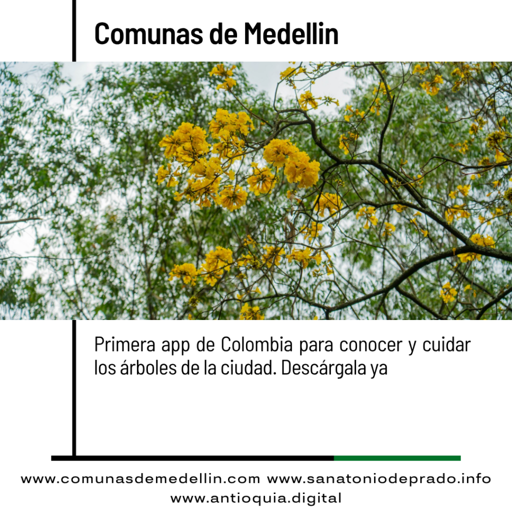 Medellín lanza app SAU consulta 490.000 árboles urbanos incluso sin internet