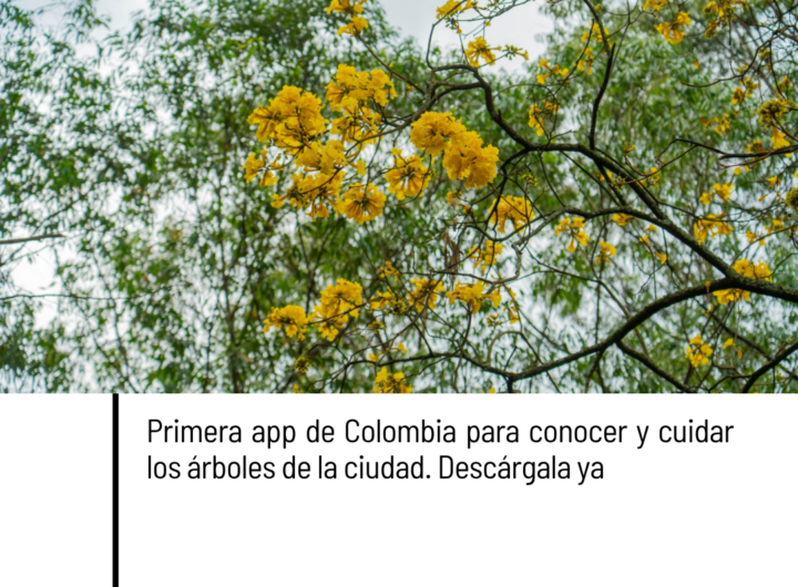 Medellín lanza app SAU consulta 490.000 árboles urbanos incluso sin internet