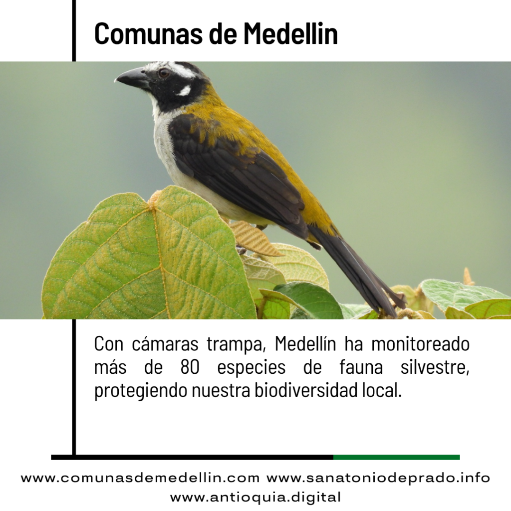 Medellín registra más de 80 especies con cámaras trampa