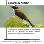 Medellín registra más de 80 especies con cámaras trampa