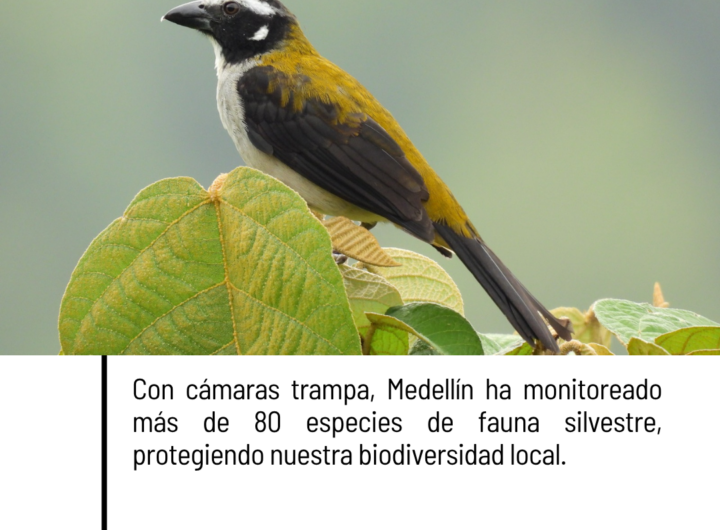 Medellín registra más de 80 especies con cámaras trampa