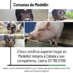 Cinco cerditos buscan hogar en Medellín: Cábala vietnamita lleva dos años en espera