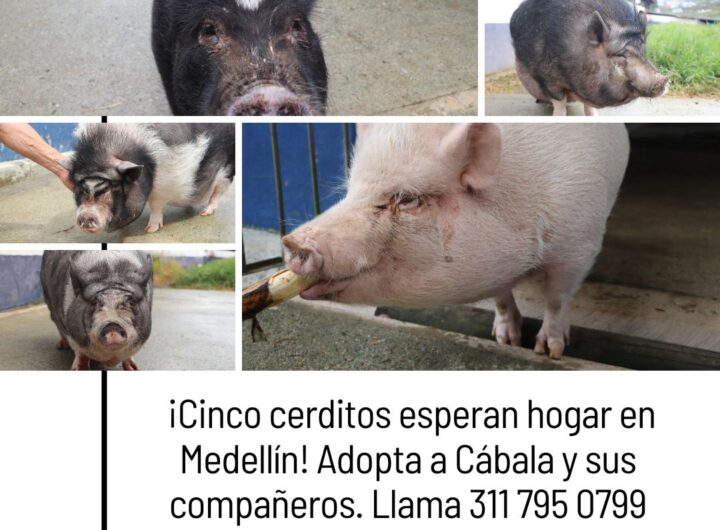 Cinco cerditos buscan hogar en Medellín: Cábala vietnamita lleva dos años en espera
