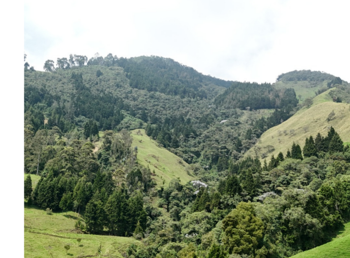 Medellín cierra convocatoria PSAH 2026 con 204 hectáreas para proteger el agua