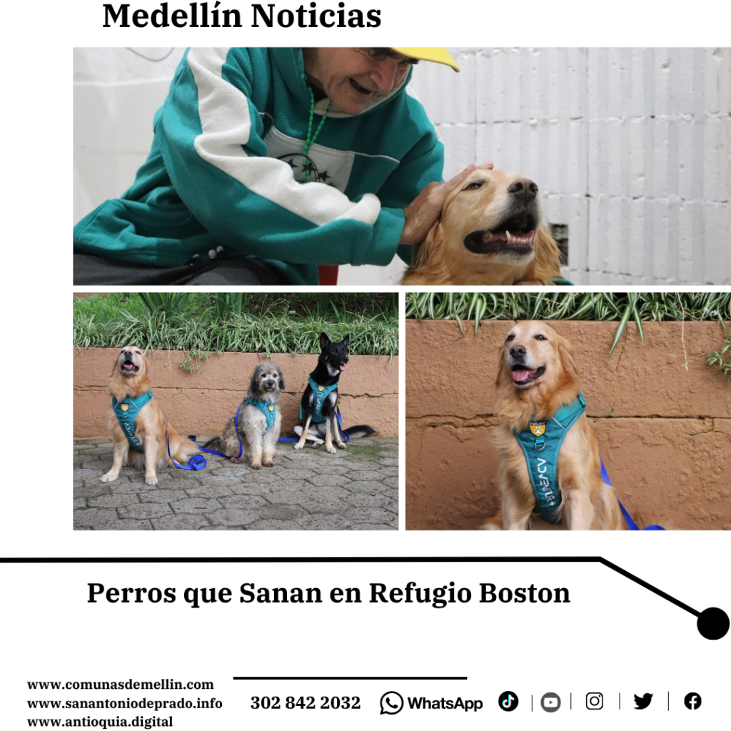 Perros que Sanan: Terapias Asistidas Llegan a Adultos Mayores en Boston