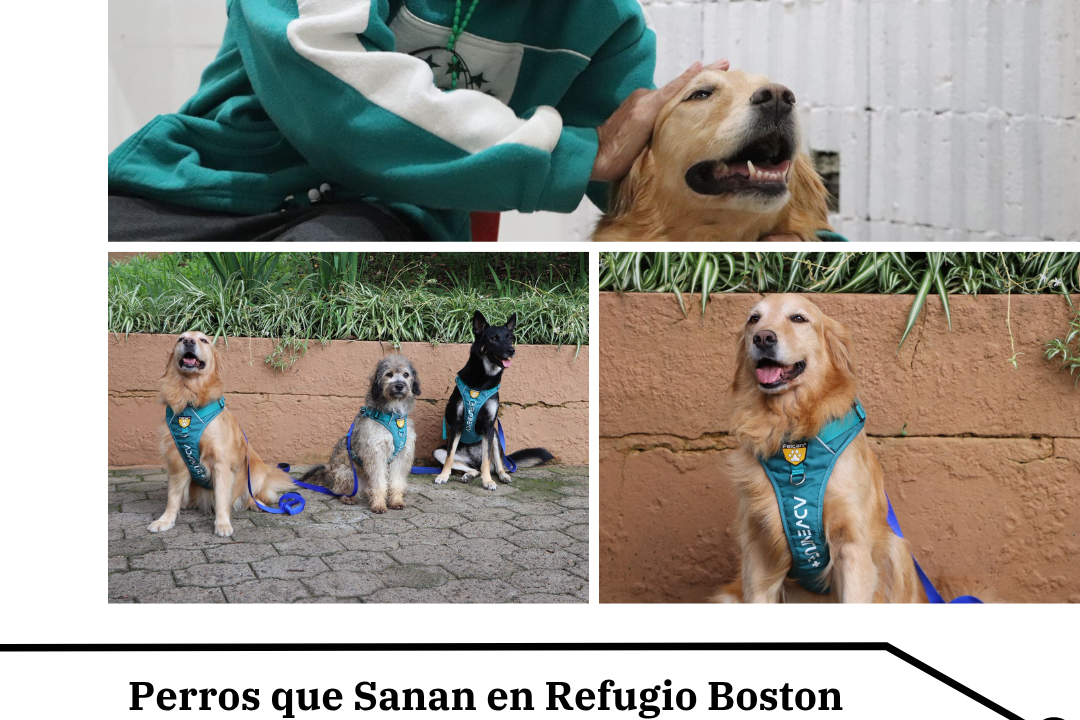 Perros que Sanan: Terapias Asistidas Llegan a Adultos Mayores en Boston
