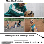 Perros que Sanan: Terapias Asistidas Llegan a Adultos Mayores en Boston