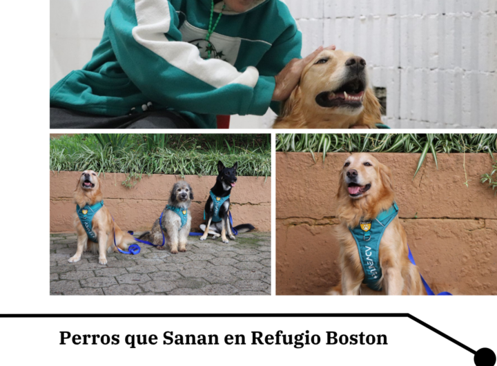 Perros que Sanan: Terapias Asistidas Llegan a Adultos Mayores en Boston