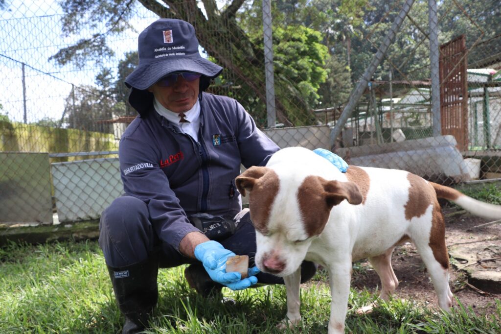 Recomendaciones Protegen Mascotas Calor Medellín