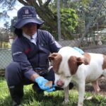 Recomendaciones Protegen Mascotas Calor Medellín