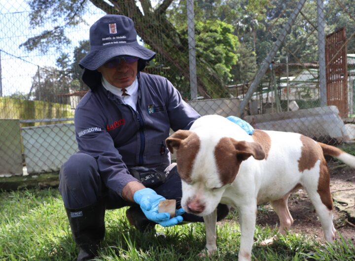 Recomendaciones Protegen Mascotas Calor Medellín
