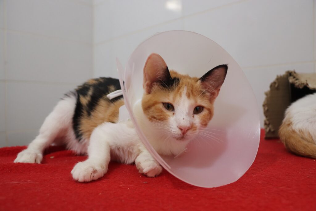 Bienestar Animal Mascotas Medellín