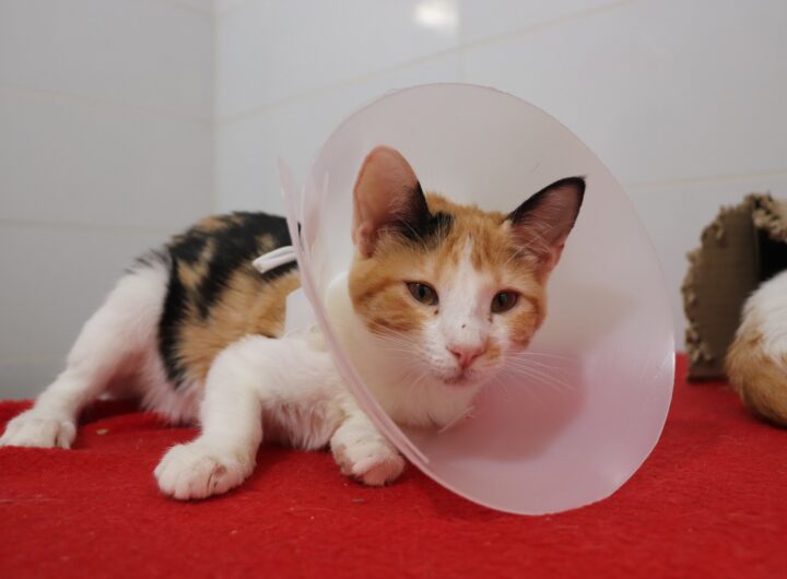 Bienestar Animal Mascotas Medellín