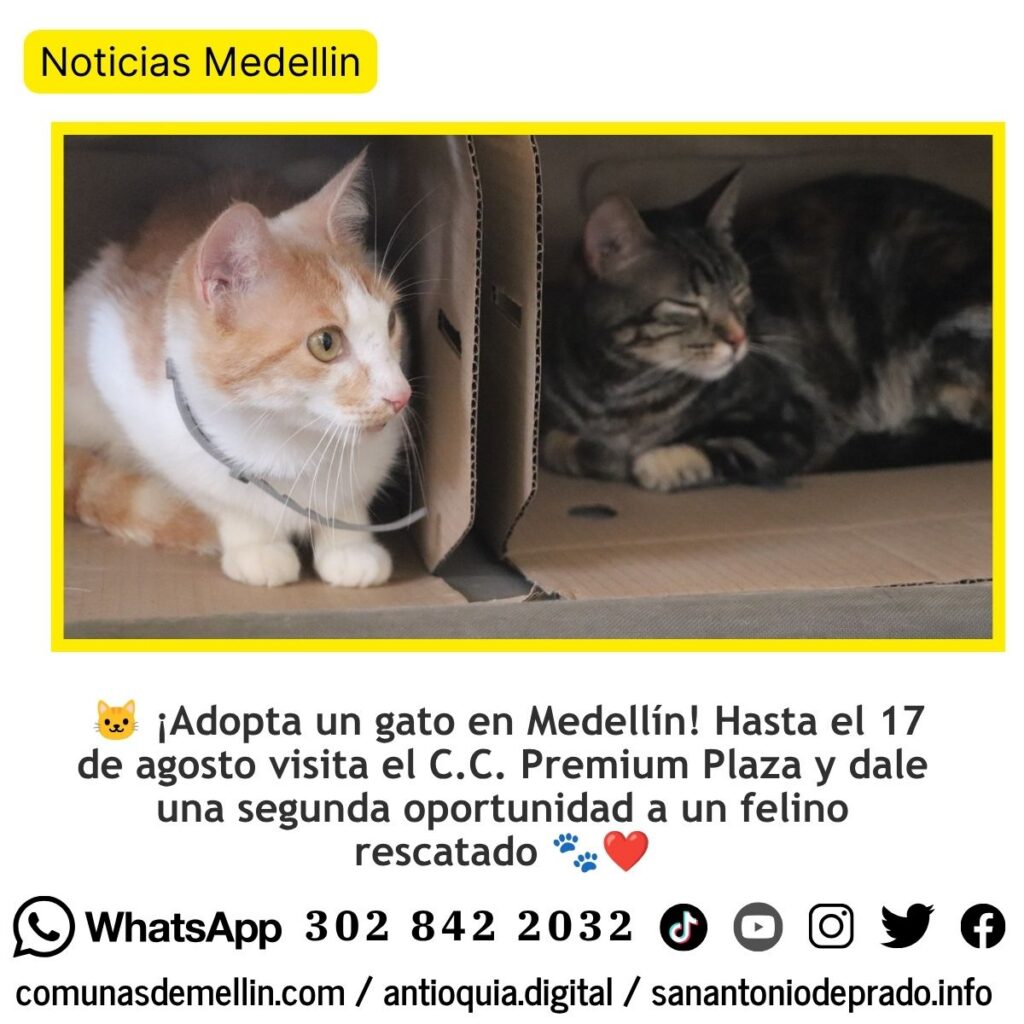 Jornada de adopción de gatos en Medellín