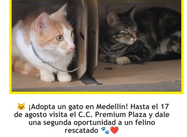 Jornada de adopción de gatos en Medellín