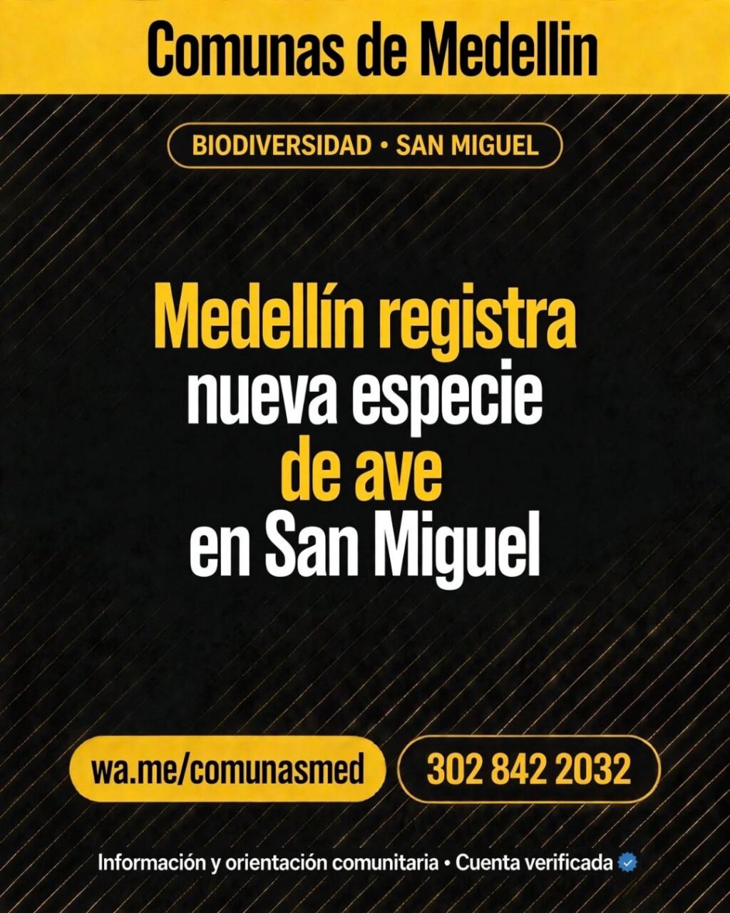 Medellín registra nueva especie de ave en San Miguel