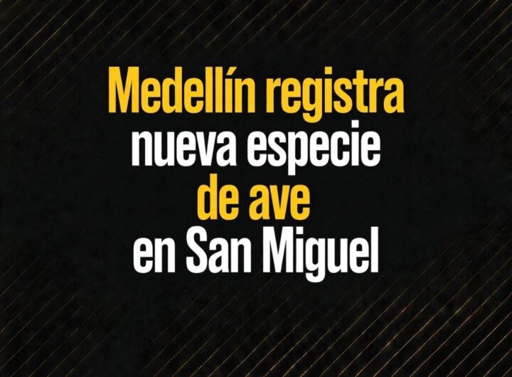 Medellín registra nueva especie de ave en San Miguel